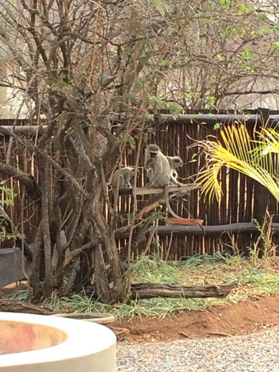 The Cheetah Rest Villa Hoedspruit Exteriör bild
